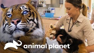 Los animales del zoológico de Australia van al veterinario  Los Irwin  Animal Planet [upl. by Bendicta]