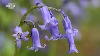 Three Shades of Blue  How to Identify our native Bluebell [upl. by Tootsie202]