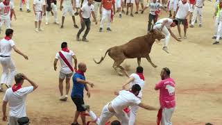 Running of the Bulls in Pamplona Spain running of bulls Spanish Bull Run Pamplona Bull Ring [upl. by Midian]