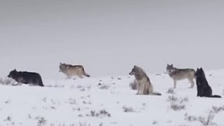 These Wolves Are Hungry for Elk  BBC Earth [upl. by Munt]