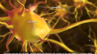 Nerve Impulse Mechanism 3D Animation [upl. by Auqeenwahs]