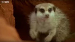 Adorable Baby Meerkats Explore The Wild  BBC Wildlife [upl. by Enehs270]