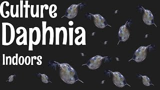 How to Culture Daphnia [upl. by Patti243]