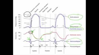 Wiggers Diagram [upl. by Catima826]