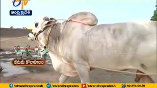 Kanuma  Ongole Bulls Take Centre Stage  ETV Special Story  Sankaranti Celebrations [upl. by Nyrhtak]