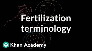 Fertilization terminology gametes zygotes haploid diploid  MCAT  Khan Academy [upl. by Eibrab136]