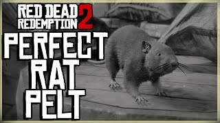 HOW TO GET A PERFECT RAT PELT  RED DEAD REDEMPTION 2 PRISTINE RAT HUNT [upl. by Swinton]