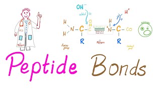 Peptides and Peptide Bonds  Amino Acids Dipeptides Oligopeptides Polypeptides  Biochemistry [upl. by Eilram]