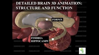 Human Neuroanatomy Detailed Brain 3D Animation  Structure and Function [upl. by Bazluke936]