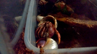 Hermit Crabs Chirping and Fighting [upl. by Pammie]