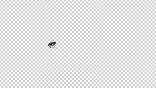 House Fly  Noisy Flying Over Screen  Transparent Loop [upl. by Salahi760]