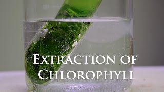 Extraction and Fluorescence of Chlorophyll [upl. by Akcemat]