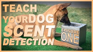 How to Teach Your Dog Scent Detection Episode 1 [upl. by Dabney]