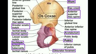 Pelvis Hip Bones Anatomy Os Coxae Pelvic Girdle  Ilium Ischium Pubis [upl. by Anirret]