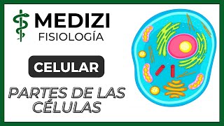 Fisiología Celular  La Célula partes y funciones IGdoctorpaiva [upl. by Errot]