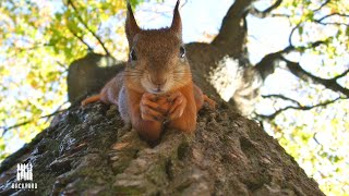 What Do Squirrels Eat 7 things to feed them And 3 You Shouldnt  Backyardscape [upl. by Ingrid]