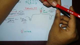 Screening tests BTCTPTAPTTTT for hemorrhagic disorders  explained [upl. by Carmella]