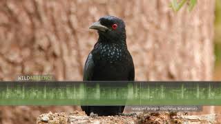 Spangled Drongo Calls  The sounds of a Spangled Drongo calling in Australias rainforest [upl. by Bithia]