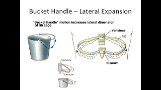 RESPIRATORY PHYSIOLOGY BUCKET HANDLE MOVEMENT AND PUMP HANDLE MOVEMENT [upl. by Aihsirt336]