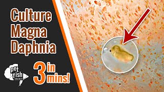 How to culture DAPHNIA MAGNA  The easy way [upl. by Alih]