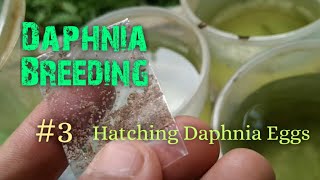 Daphnia Culture made simple and easy 3  Hatching Daphnia eggs [upl. by Scharaga]