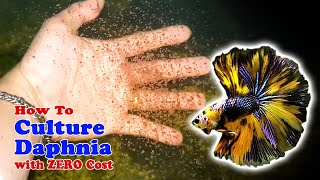 How to Culture Daphnia with ZERO Cost  Unlimited Live Food For Our Fish [upl. by Nyleuqcaj]