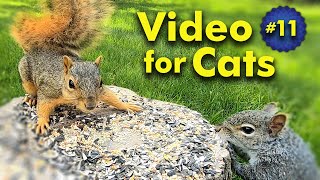 TV for Cats  Backyard Bird and Squirrel Watching  Video 11 [upl. by Alake]