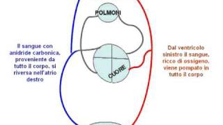 La Circolazione del Sangue animazione con audio [upl. by Garlen956]