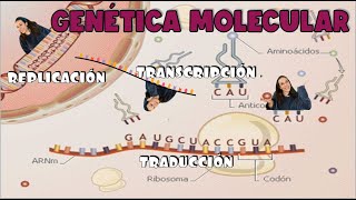 Genetica molecular Replicación transcripción y traducción 4º ESO  BioESOsfera [upl. by Damicke]