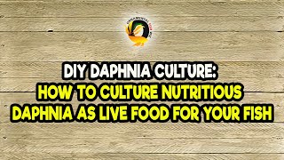 DIY Daphnia Culture How to Culture Nutritious Daphnia as Live Food for Your Fish [upl. by Anniroc798]