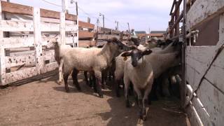 How To Handle Sheep  Part 1  General Principles for Handling Sheep [upl. by Alic]