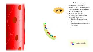 Protein catabolism  deamination [upl. by Ermin]