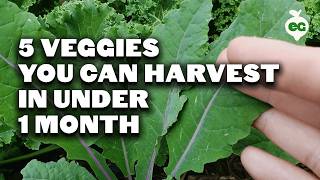 5 Fast Growing Veggies You Can Harvest in Under 1 Month [upl. by Brown]