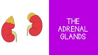 55 Endocrine The Adrenal Glands [upl. by Nner]