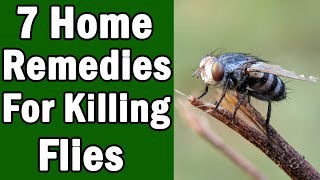 7 Home Remedies For Killing House Flies [upl. by Shreeves578]