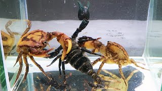 Emperor Scorpion vs 2 Crabs Underwater [upl. by Orodoet951]