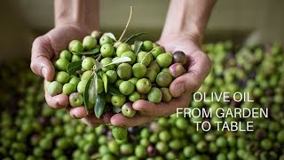 Olive Oil From Garden to Table [upl. by Sansone]