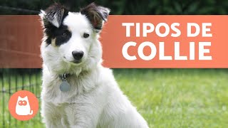 4 RAZAS de PERRO COLLIE 🐕 ¿Las conoces todas [upl. by Johnathan]