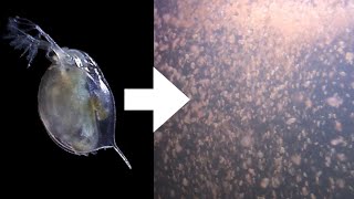 How I Culture Daphnia [upl. by Cort]