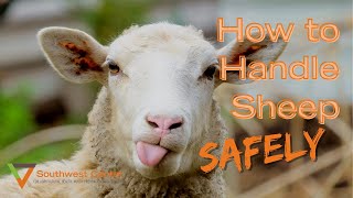 How to Handle Sheep [upl. by Orran61]