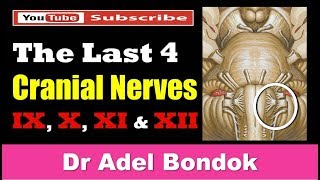 The Last 4 Cranial Nerves Dr Adel Bondok [upl. by Mic]