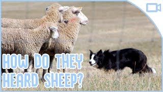 How Do Sheepdogs Herd Sheep [upl. by Rennoc]