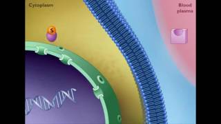 Mechanism of STEROID HORMONE action [upl. by Rella]