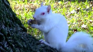 Videos for Cats to WatchUltimate BirdsSquirrels Compilation [upl. by Dnalra]