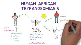 Sleeping Sickness  an introduction to African Trypanosomiasis [upl. by Floria]