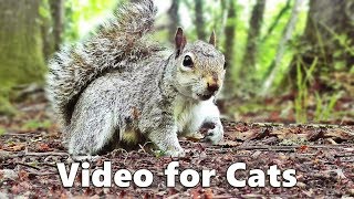 Cat TV  Squirrels and Woodland Birds Spectacular [upl. by Koval]