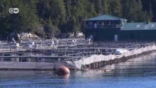 The Problem with Farmed Salmon  Global 3000 [upl. by Brogle]