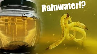 Seeing What Lives In Rainwater By Making A Closed Ecosystem [upl. by Anitsrik611]