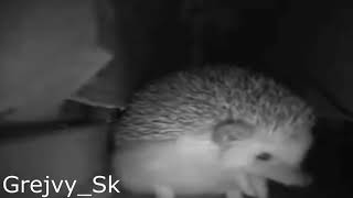 hedgehog sneezed EARRAPE meme [upl. by Gosselin]