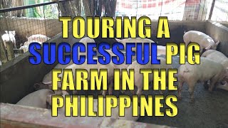 Touring A Successful Pig Farm In The Philippines [upl. by Wivinia139]